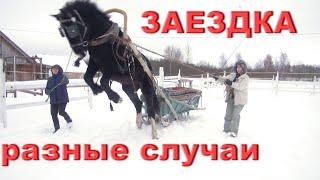 Ужасы. Реальные случаи при заездке разных лошадей в упряжь.