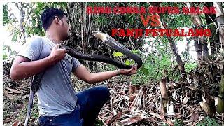 THE MOST FIERCE KING COBRA!! I GOT OVERWHELMED!!