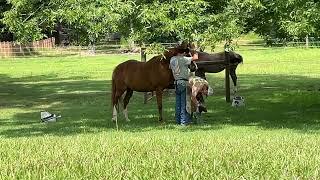 HAPPY FEET! A visit from the FARRIER