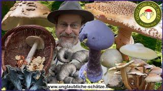 Pilze hinter der Grenze! Seltenens & schönes! Riesen Pilze suchen im Pilz Oktober 2024