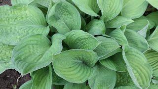 #hosta #хостысназваниями / Хосты( лат. hosta) в бордюре вдоль садовой дорожки. Весна. Семь сортов