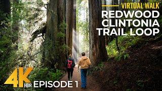 4K Redwood Forest Hike – Clintonia Trail, Part 1 | Relaxing Walk Among California's Giant Trees