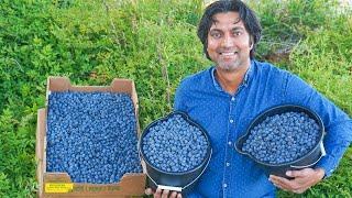 5 Tips to Grow Lots of Blueberries