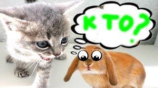 Встреча Котенка МАКСА и Кролика БАФФИ  Видео для детей