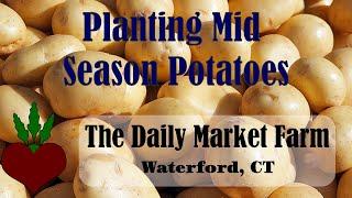 Planting Mid Season Potatoes