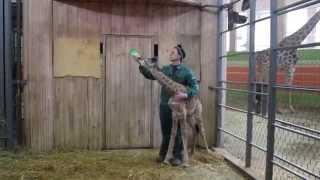 Рождение жирафа в Сибири (The birth of a giraffe in Siberia)