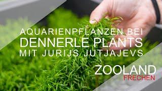 AQUARIENPFLANZEN?! Team ZOOLAND bei DENNERLE PLANTS mit JURIJS JUTJAJEVS