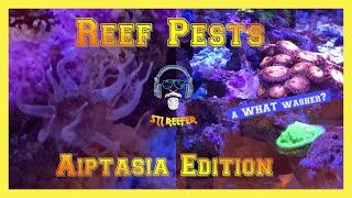 Aiptasia Control In The Reef Aquarium