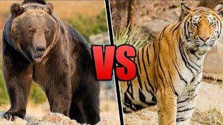 Grizzly Bear vs Tiger | SethTheProgrammer