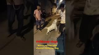 Labrador Dog | My Pet Run On Road |