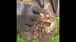 Watch High-Quality Videos CUT TRIM AND CLEANING  SCREW WITH NAIL WAS STUCK IN COW'S HOOF ️#satisfyin