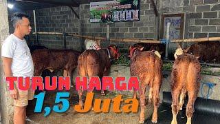 Harga Sapi Turun..!! Ini dia Daftar Harga bibit sapi super di Grosir Sapi Haji Rudi