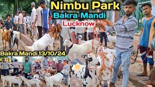 बकरा मंडी में आज बेहतरीन बरबरी बकरियां और बकरे आये |Nimbu Park Bakra mandi 13/10/24 Update