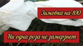 Ни одна роза не замерзнет. В зимовке своих роз уверена на сто процентов.