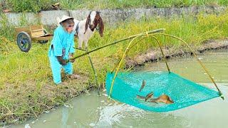 Cutis Farmer Takes Goat Harvest Big Fish Go Market Sell