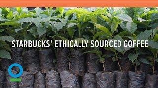 Follow Starbucks’ 15 Year Journey to 100% Ethically Sourced Coffee | Conservation International