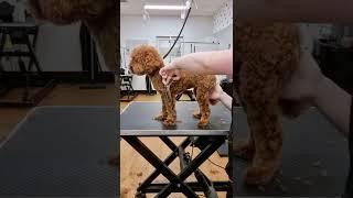 Full groom on Honey the Toy Poodle 