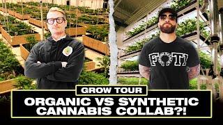 Grow Tour: Organic Vs. Synthetic Cannabis Collab