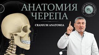 Анатомия черепа. Особенности строения / Anatomy of the skull