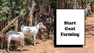 How to Start Goat Farming with Limited Resources | Step By Step Guide For Beginners