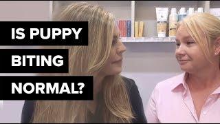 Is Puppy Biting Normal? - All things Pup With Dr Kate Adams and Tracy Everitt Bondi Vets [1/2]