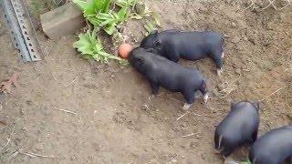 Dolly's potbelly piglet babies 4 weeks old - peparing for Masters 2016