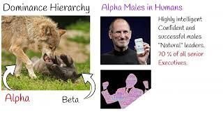 Alpha Male in humans.  Alpha and beta male