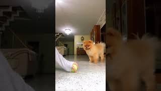 #Lustige #Hunde #Videos #Shorts