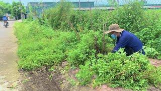 Villagers Upset as Sidewalks Overrun by Weeds and Trash.  So I cleaned them up