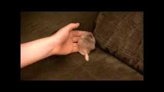 George the foster Duprasi, fat-tailed gerbil (exotic rodent pet)