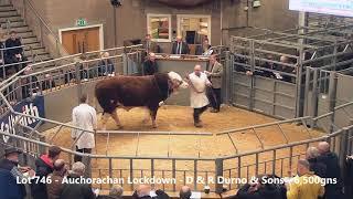 Simmental Bull Sale (23 lots 6000 -18,000 gns) at Stirling 19th October 2021