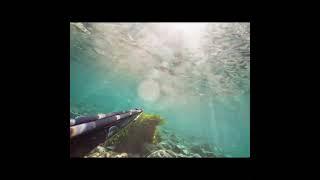 Sığ su levrek avı #spearfishing #underwater #seabassfishing #levrek