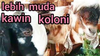 sangat mudah induk kambing kawin koloni