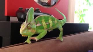 The routine of a Chameleon