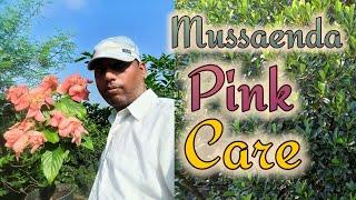 Mussaenda Pink Care in 6 inches Container, all season permanent flowering plant