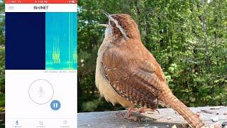 How to use BirdNET to Identify Birds from their Song