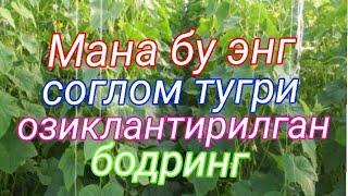 Бодринглар биопрепаратлар ва аминосид угитлари билан парвариш килинган.