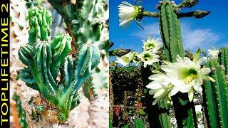 10 Cactus Columnares Más Hermosos Del Mundo