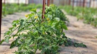 Fertilizing High Tunnel Tomatoes 