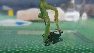 Praying Mantis vs. Black Widow (1)