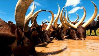 Longhorn Ankole Cows: The Cattle of Kings