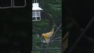 Rare colored cardinal photographed in Missouri #animals #regional #watch