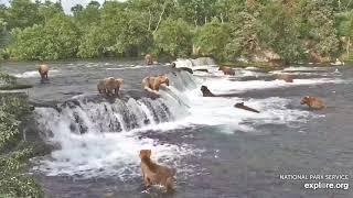 Super Epic Bearapalooza! 17 Brown Bears at Brooks Falls!!!  2 hours uninterrupted!