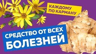 Топинамбур - Чудо средство от всех болезней, о котором пора узнать всем! Топинамбур польза