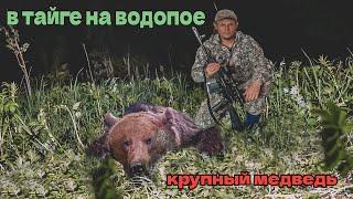 Ночь на водопое в тайге - крупный медведь