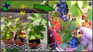 How many years does it take for a grapevine to produce fruit? | Container Vineyard