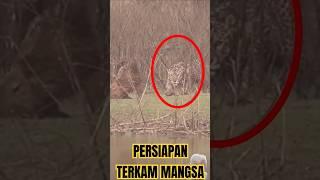 Jaguar mengincar mangsa. #jaguar #animals #wildlife #jaguarindonesia #videoshort #shorts