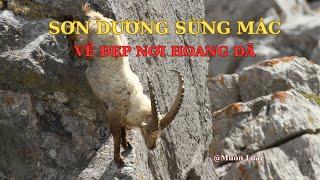 Nhật ký Muôn loài. Loài Sơn Dương Sừng Mác (Capra ibex): Vẻ Đẹp Hoang Dã