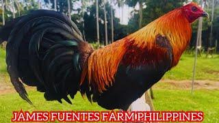 James Fuentes Big Farm Davao Philippines - Beautiful Color Chicken Feeding Time