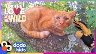 Cat Rescuer Climbs Trees To Save Over 1,000 Cats | For The Love Of The Wild | Dodo Kids